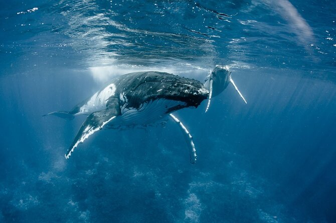 Bora Bora Whale Watching - The small boat changes the experience