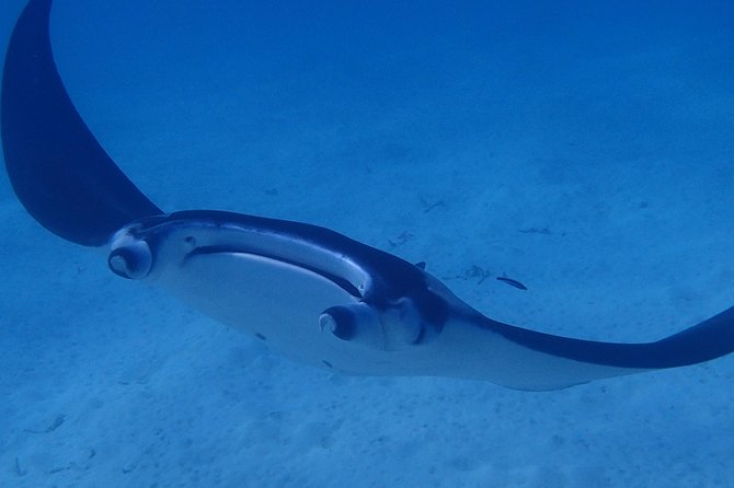 Combo Diving and Snorkeling Full Day Tour - Afternoon snorkeling in Bora Bora’s lagoons