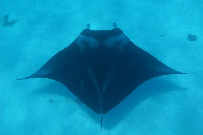 Combo Diving and Snorkeling Full Day Tour - Two morning tank sessions at different sites