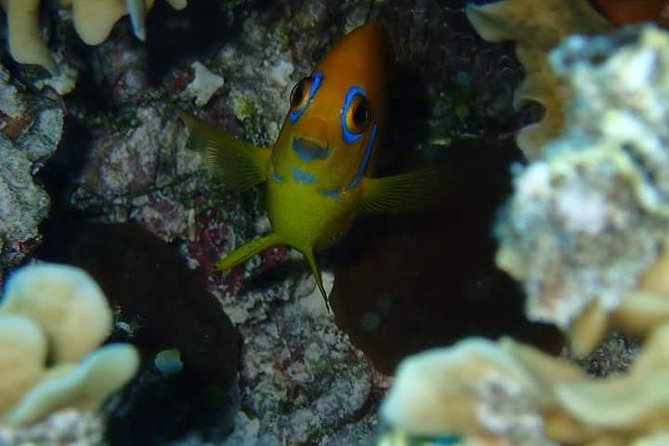 Combo Diving and Snorkeling Half-Day Tour - Three hours and 30 minutes on Bora Bora’s lagoon