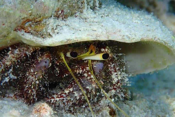 Combo Diving and Snorkeling Half-Day Tour - Two snorkeling stops after the scuba session