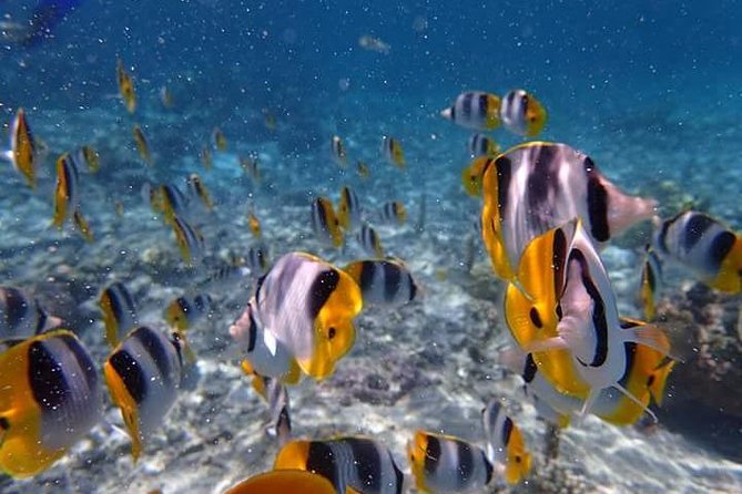 Combo Diving and Snorkeling Half-Day Tour - What H2O Bora Bora adds to the experience