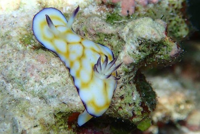 Combo Diving and Snorkeling Half-Day Tour - Who will get the most from this tour