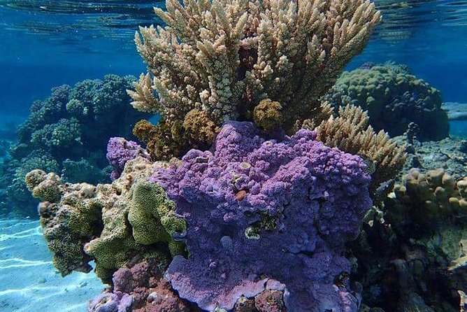 Combo Diving and Snorkeling Half-Day Tour - The first stop: a gentle introduction below the surface
