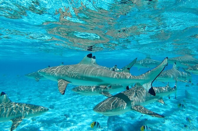 Combo snorkeling + motu lunch + jet ski group tour full day - Swimming among sharks, with sensible expectations