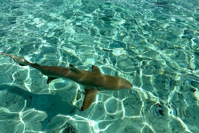 Crazy sea horse Bora Bora Comfortable boat, snorkeling and lunch - Mo and Tu bring the island connection