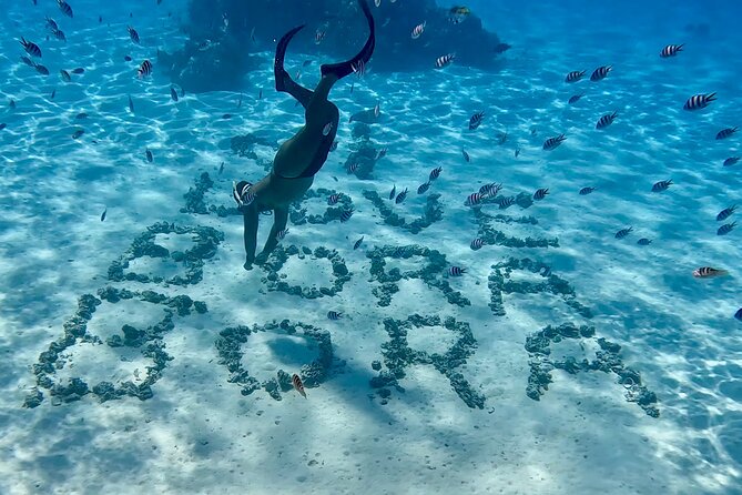 Crazyseahorseborabora Comfortable boat , sensational snorkeling . - Coral gardens and swimming with the current