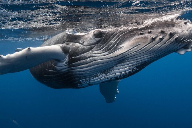 DEEP SEA FISHING 1/2 day (private group) - The $910.98 price and who gets good value
