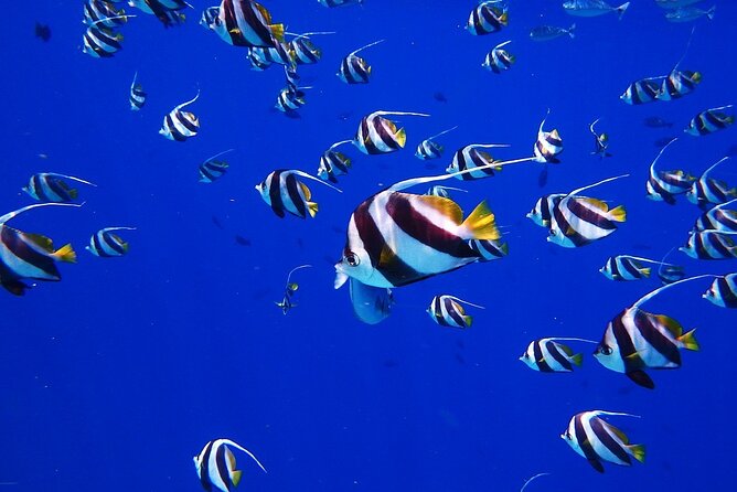 Discover the Beauty of Polynesian Waters by Boat and Snorkeling - Sapinus and the spring rising from the seabed