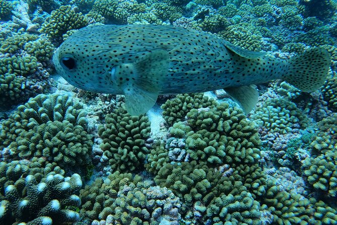 Discover the Beauty of Polynesian Waters by Boat and Snorkeling - Weather, cancellations, and the practical details