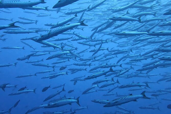 Discover the Beauty of Polynesian Waters by Boat and Snorkeling - Who will get the most from this boat trip