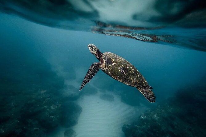 Discover the Beauty of Polynesian Waters by Boat and Snorkeling - Snorkeling with turtles, rays, and reef fish