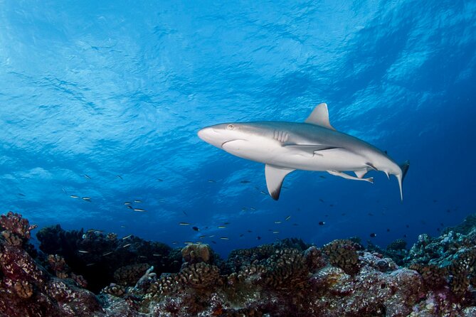 Diving day - What your Tahiti morning looks like