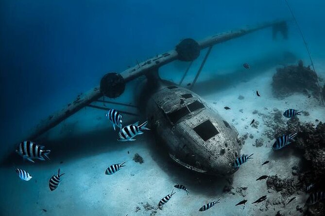 Diving day - Turtles, rays, and reef life below Tahiti
