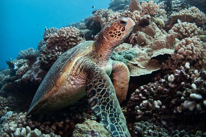 Diving day - From Marina Taina to the first site