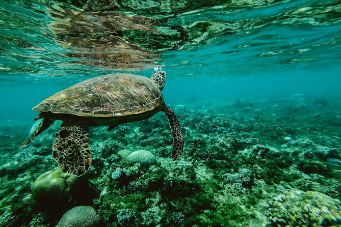 Diving initiation - The guide can make or break your first lesson