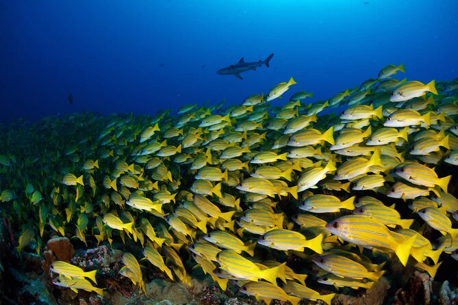 Double Diving Adventure Exploration for Certified Divers - Why the staff and gear matter