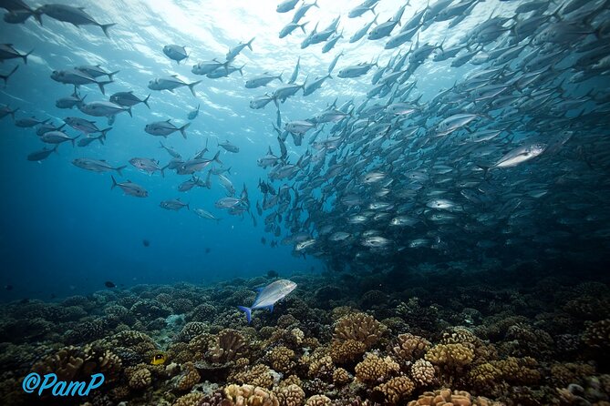 Double Diving Adventure Exploration for Certified Divers - What $240.50 buys you