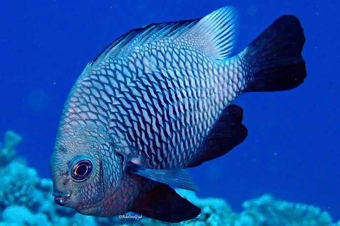 Double Diving Adventure Exploration for Certified Divers - Who should choose this Tahiti outing