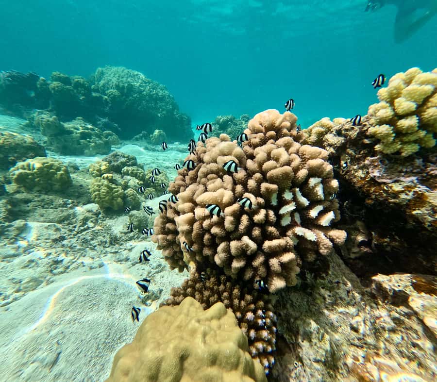 E-Board private tour of Moorea lagoon - Photos, video, and the optional drone package