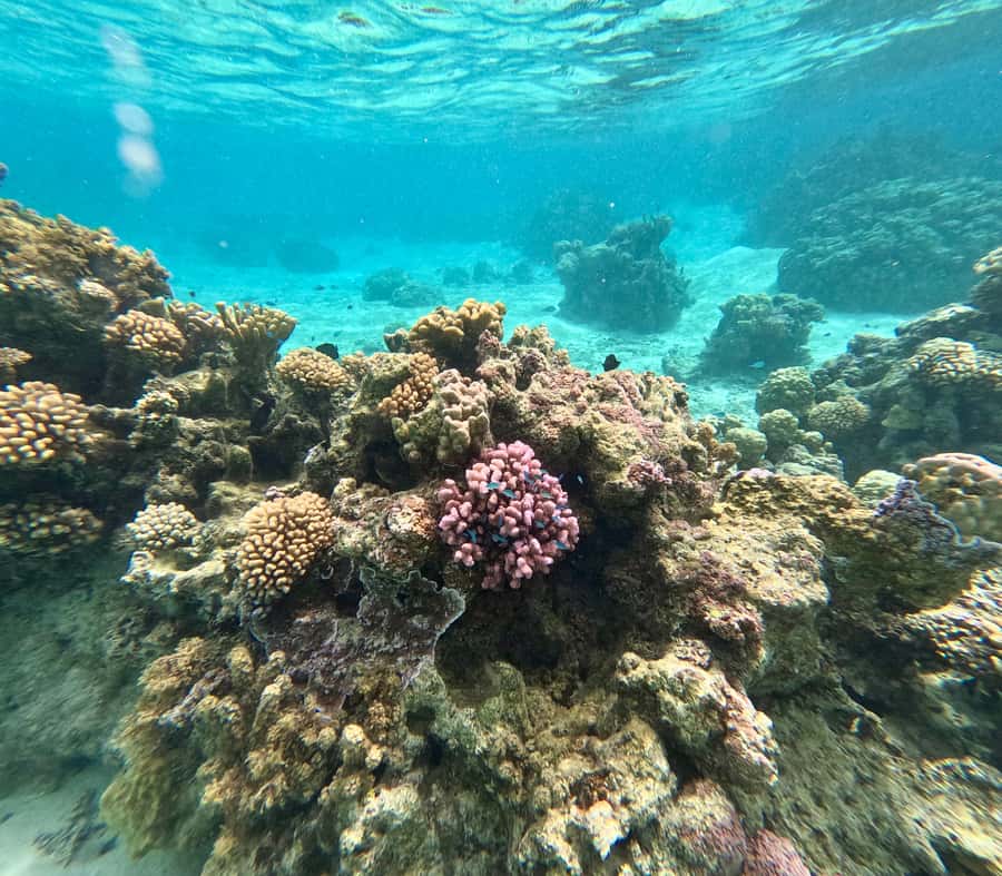 E-Board private tour of Moorea lagoon - Booking details that affect your decision