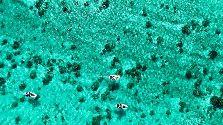 E-Board private tour of Moorea lagoon - What the two-hour itinerary feels like