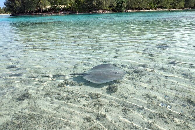 Eco guided excursion to the lagoon of Moorea in a transparent kayak Afternoon 2h - Guides, safety, and the feel of the outing