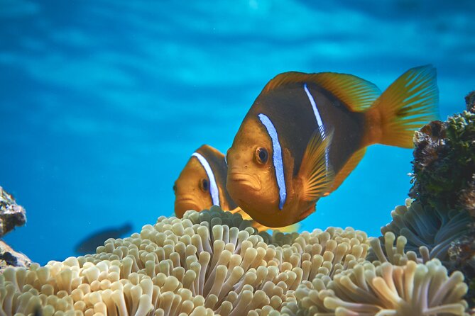 Eco guided excursion to the lagoon of Moorea in a transparent kayak Afternoon 2h - Paddling over coral and tropical fish