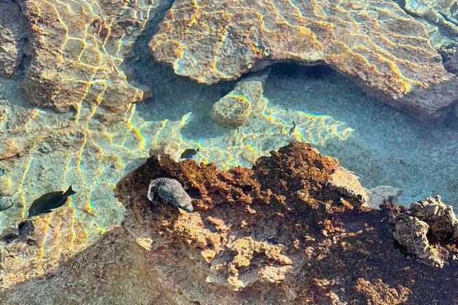 Excursion The Blue Lagoon and Reef Island - Snorkeling at the Aquarium coral garden
