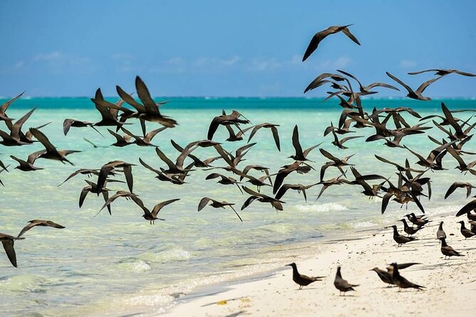 Excursion to Tetiaroa by Catamaran Visit Lunch Snorkeling - A guided walk through Tetiaroa
