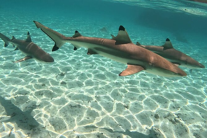 Exploration, Taha'a Lagoon Tour by Private Boat - Captain Kenzo and the feel of the boat