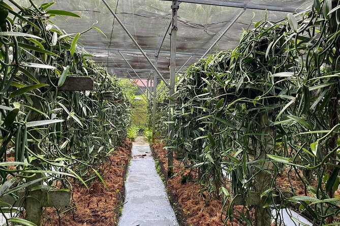 Explore the Vanilla Island Full-Day Tour to Taha’a from Bora Bora - Mana’o Distillery and organic sugarcane rum