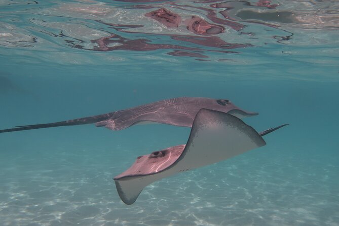 Franckyfranck Tours Moorea - Half day Tours - Is $57 a good value for four hours?