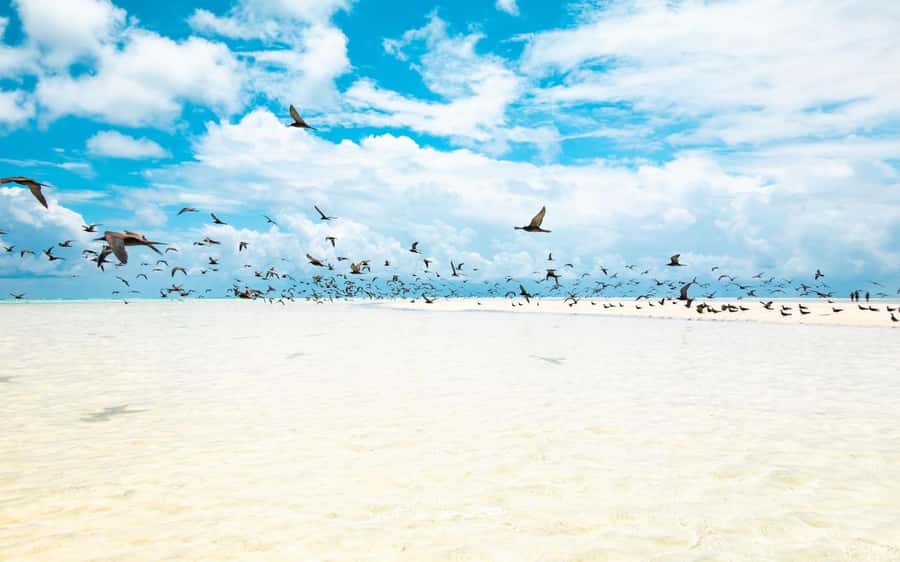 From Tahiti: Tetiaroa Island Tour by Sailing Catamaran - Fruit salad, punch, and the ride back to Tahiti