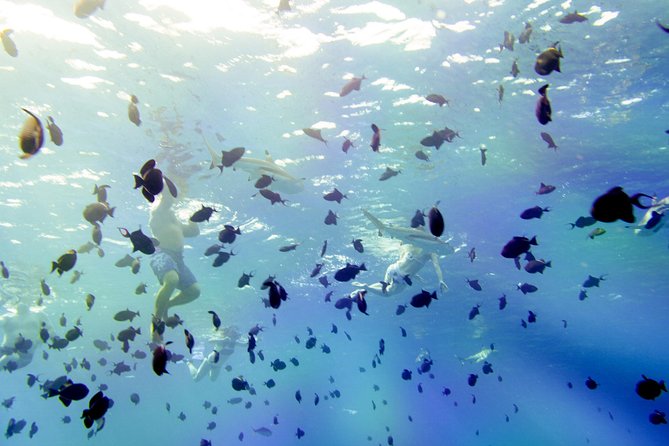 Full-Day Bora Bora Lagoon Cruise Including Snorkeling with Sharks and Stingrays - First water stop: stingrays in the shallows