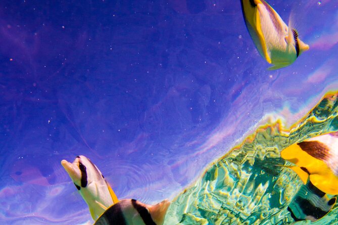 Full-Day Bora Bora Lagoon Cruise Including Snorkeling with Sharks and Stingrays - Coconut, music, and a view from the island