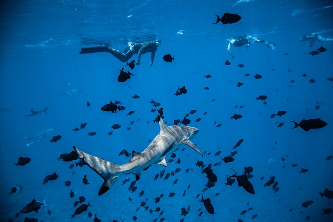 Full-Day Bora Bora Lagoon Cruise Including Snorkeling with Sharks and Stingrays - Who will enjoy this Bora Bora cruise