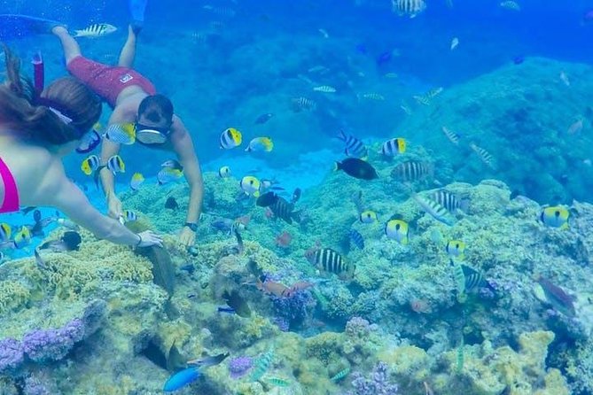 Full-Day Bora Bora Lagoon Cruise Including Snorkeling with Sharks and Stingrays - Searching for manta rays and reef sharks