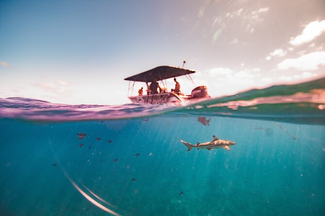 Full Day Eco Snorkeling & Traditional BBQ Lunch on a Motu - Who will get the most from this day