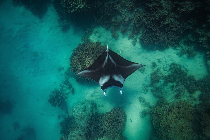 Full Day Eco Snorkeling & Traditional BBQ Lunch on a Motu - The first snorkel stops: rays and reef sharks