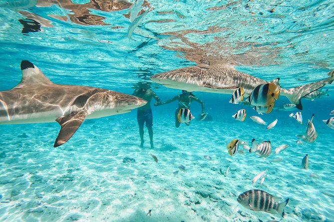 Full Day Lagoon Group Tour in Bora Bora with Lunch - Why This Lagoon Trip Is More Than A Snorkel Stop