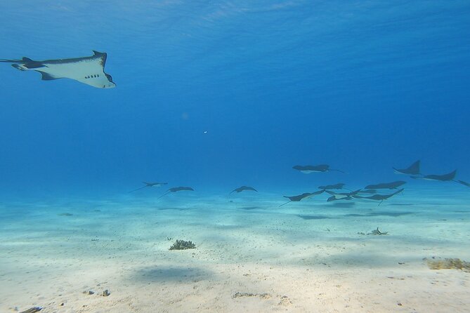 Full-day Lagoon Safari Tour with Lunch in Bora Bora - Shared tour - Finding the coral garden’s reef fish