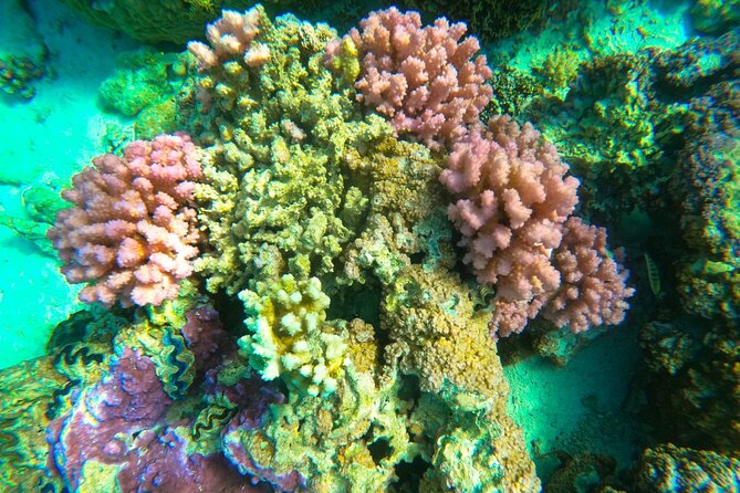 Full-day Lagoon Safari Tour with Lunch in Bora Bora - Shared tour - A two-hour Polynesian lunch on a motu