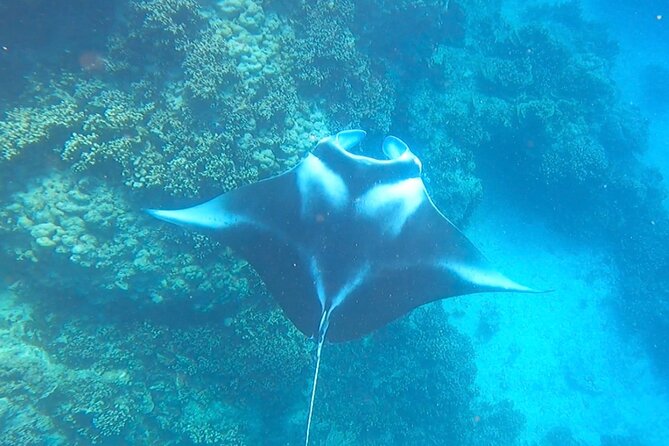 Full-day Lagoon Safari Tour with Lunch in Bora Bora - Shared tour - What the guides add to the day