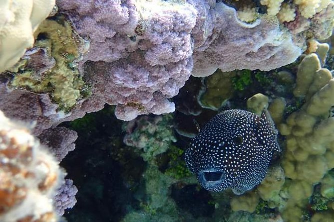 Full-Day Private Boat Tour of Bora Bora Lagoon with Snorkel - Who will get the most from this tour