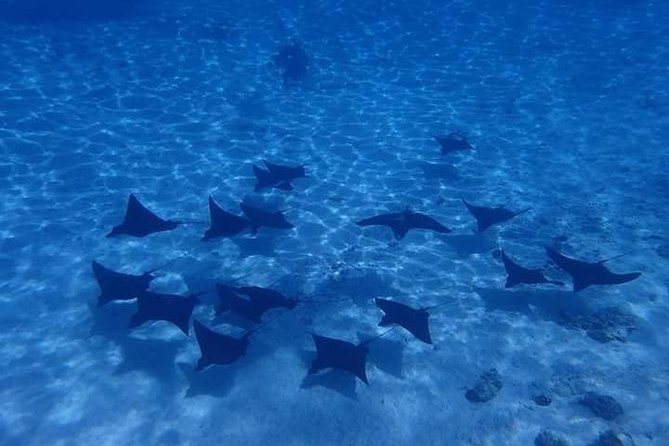 Full-Day Private Boat Tour of Bora Bora Lagoon with Snorkel - Coral canyon, rays, sharks, and reef fish