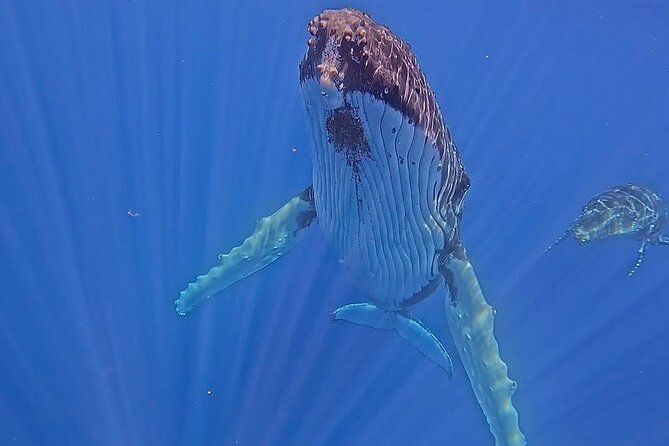 Guided Small Group Whale Watching and Swim Tour Tahiti - A rare Tahiti morning with whales