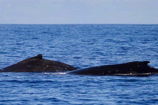 Guided Small Group Whale Watching and Swim Tour Tahiti - Searching the open water for humpbacks