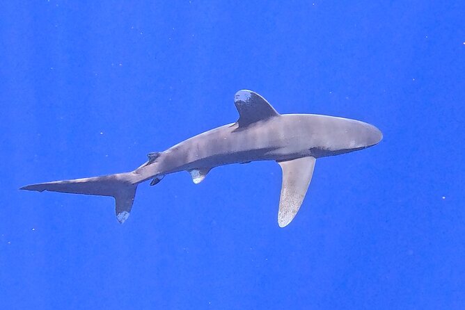 Guided Small Group Whale Watching and Swim Tour Tahiti - Turtles, coral gardens, rays, and wrecks