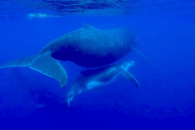 Guided Small Group Whale Watching and Swim Tour Tahiti - The crew makes the difference